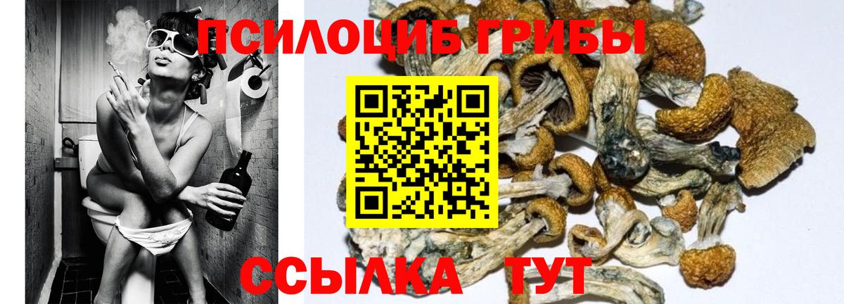Псилоцибиновые грибы Psilocybine cubensis Усть-Джегута