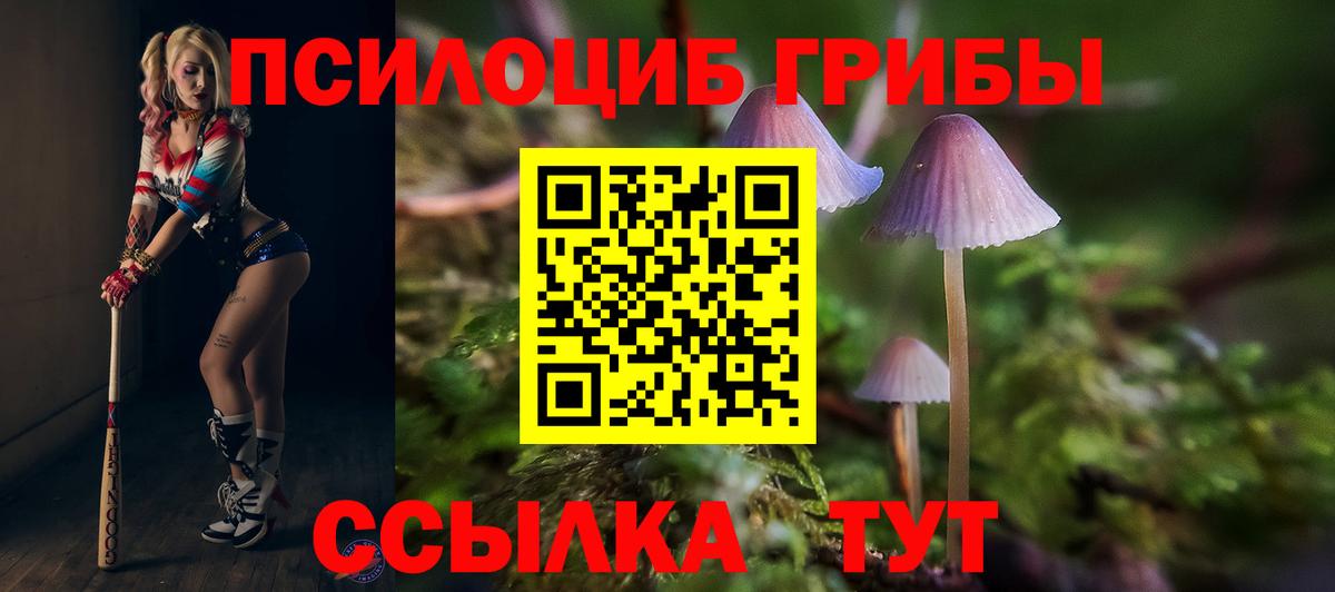 Усть-Джегута  Псилоцибиновые грибы MAGIC MUSHROOMS  Псилоцибиновые грибы мицелий  Вход с VPN 